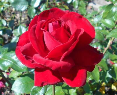red rose rose